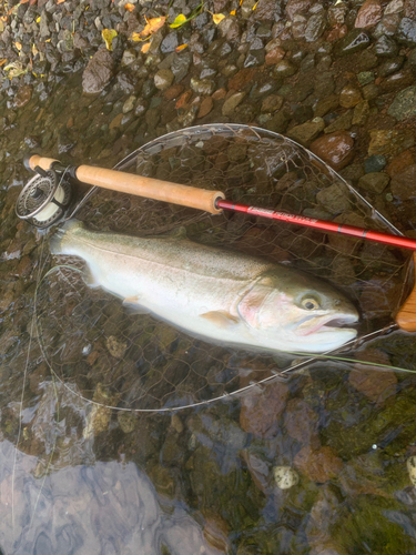 ニジマスの釣果