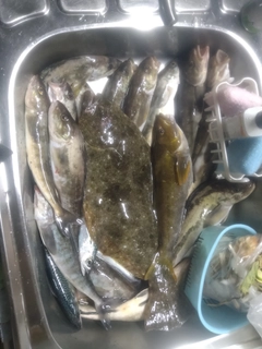 ホッケの釣果