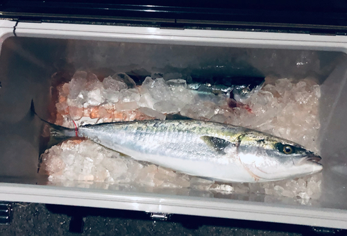 メジロの釣果