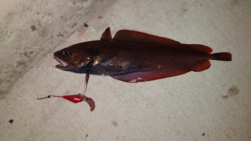 ドンコの釣果