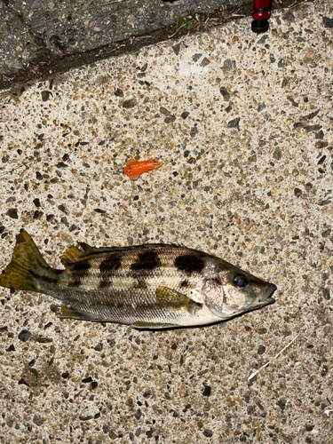 シマイサキの釣果