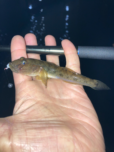 マハゼの釣果