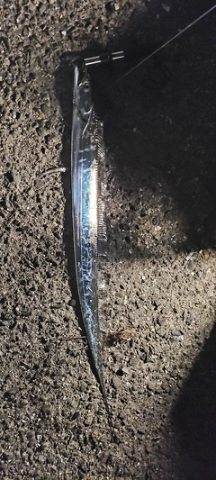 タチウオの釣果