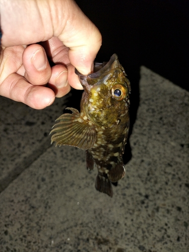 カサゴの釣果