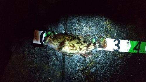 アラカブの釣果