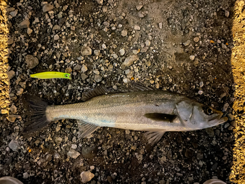 フッコ（マルスズキ）の釣果