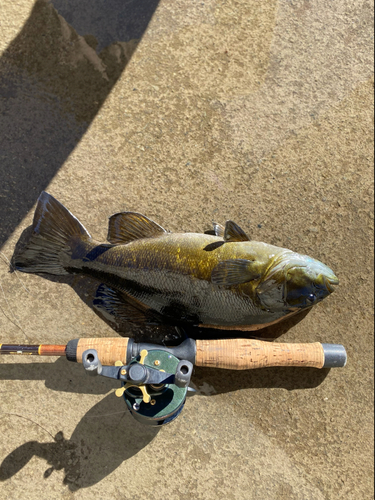 スモールマウスバスの釣果