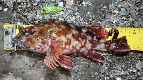 カサゴの釣果