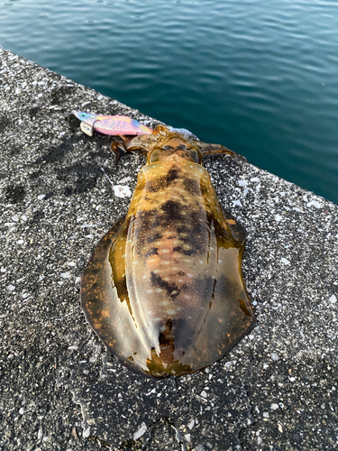 モイカの釣果