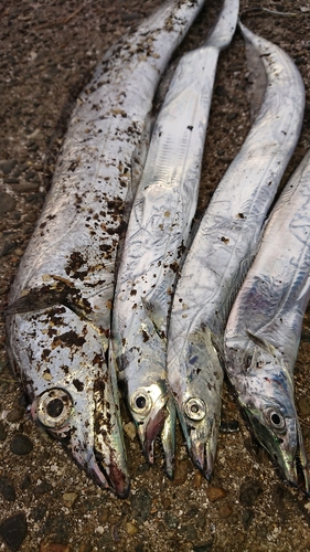 タチウオの釣果