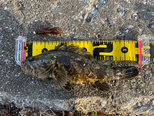 タケノコメバルの釣果