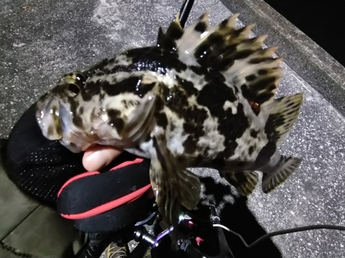 タケノコメバルの釣果