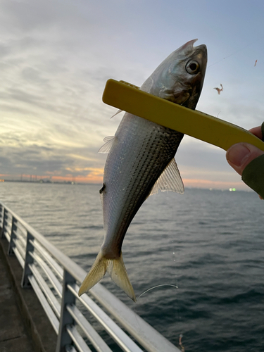 コノシロの釣果