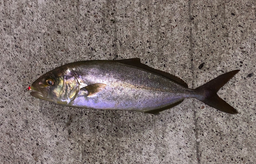 イナダの釣果