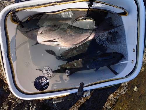 メジナの釣果