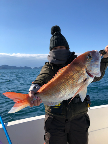 マダイの釣果