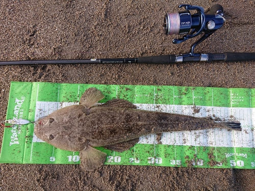 マゴチの釣果