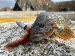 アイナメの釣果