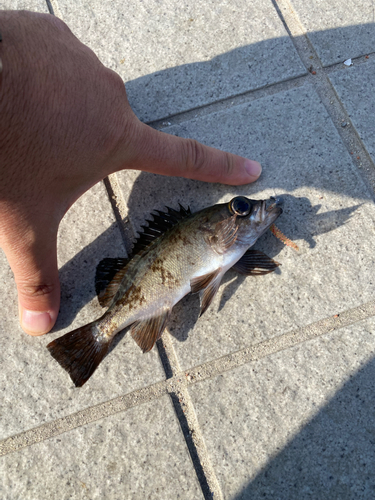 メバルの釣果