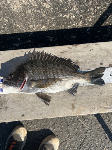 クロダイの釣果