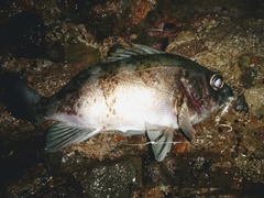 クロメバルの釣果