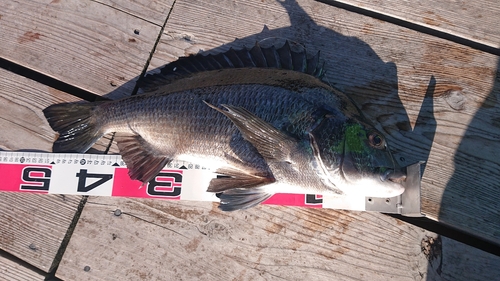 チヌの釣果