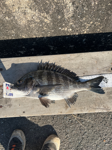 クロダイの釣果