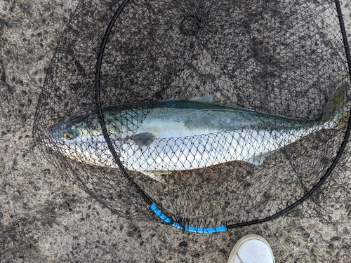 ハマチの釣果