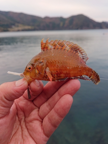 ベラの釣果