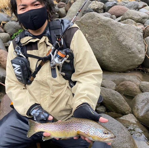 ブラウントラウトの釣果