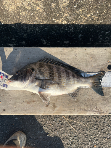 クロダイの釣果