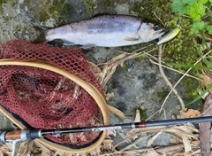 アマゴの釣果