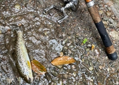 ブラウントラウトの釣果