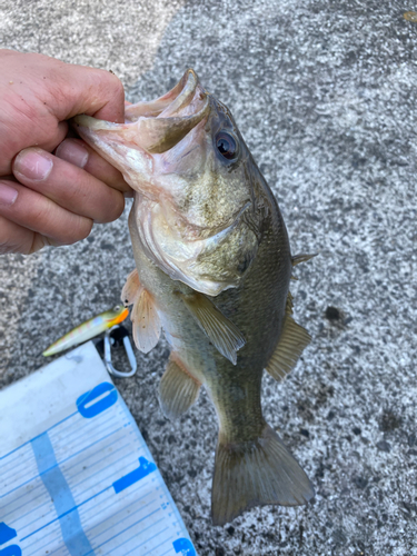 ブラックバスの釣果