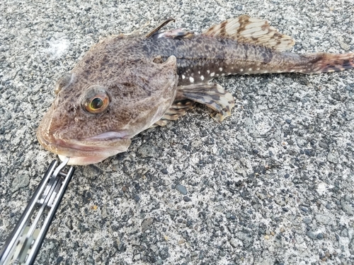 カジカの釣果