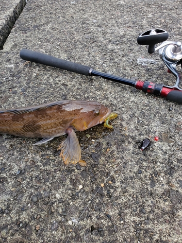 アイナメの釣果