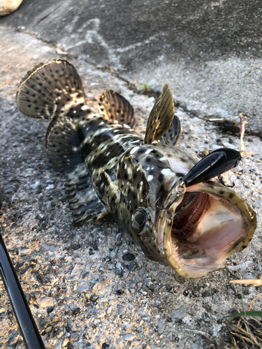 ヤイトハタの釣果