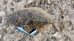 ヒラメの釣果