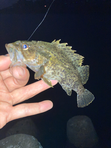 タケノコメバルの釣果