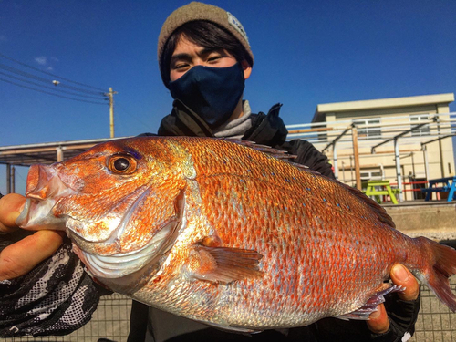 マダイの釣果