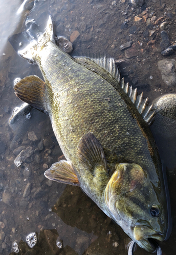 スモールマウスバスの釣果