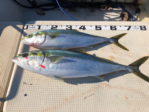 ワラサの釣果