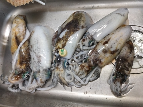 アオリイカの釣果