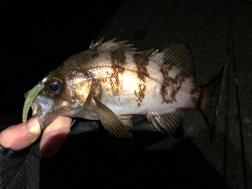 メバルの釣果