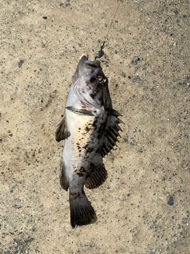 クロソイの釣果