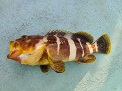 アオハタの釣果