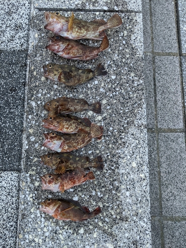 カサゴの釣果