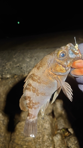 メバルの釣果