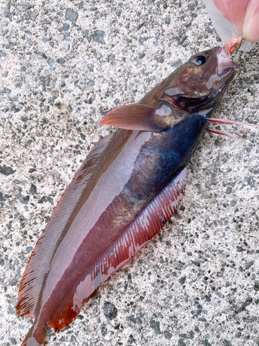 ドンコの釣果