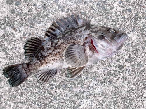 クロソイの釣果